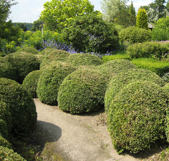 ornamental garden