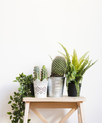 plants-and-cactus-on-stool