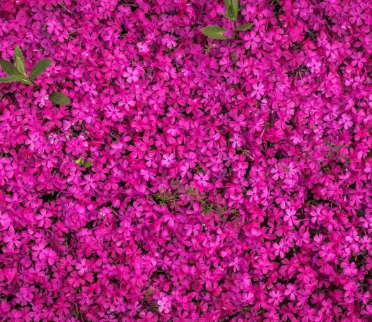 DIY Vertical Garden – Your Guide To Creating Your Own Stunning Garden