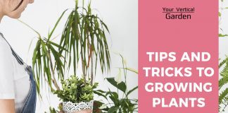 growing plants indoors