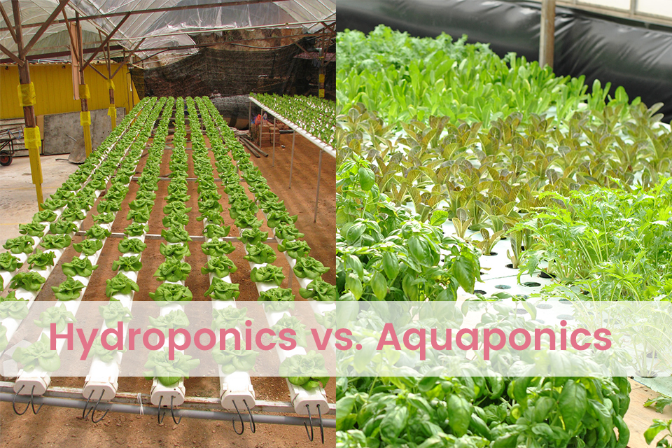 hydroponic vs aquaponics