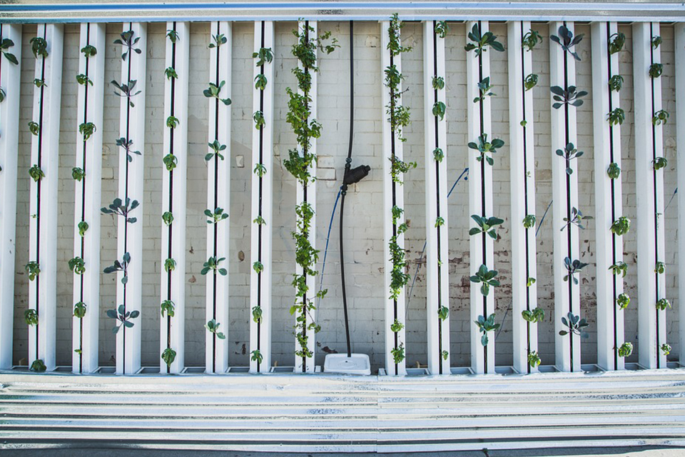 hydroponics green wall zipgrow