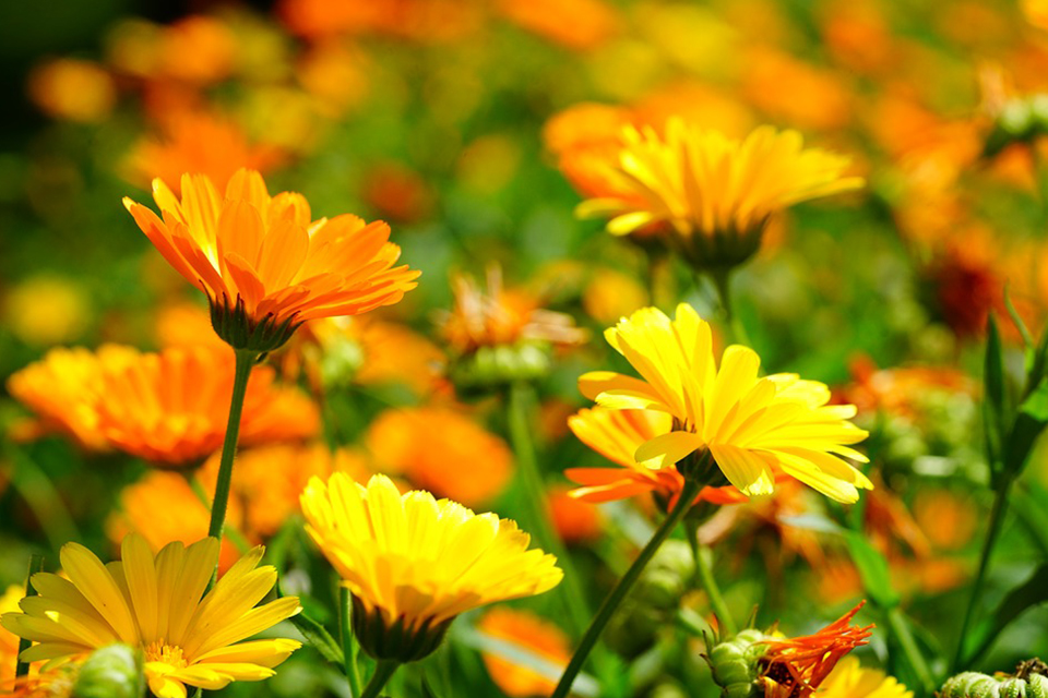 marigold flower blossom bloom