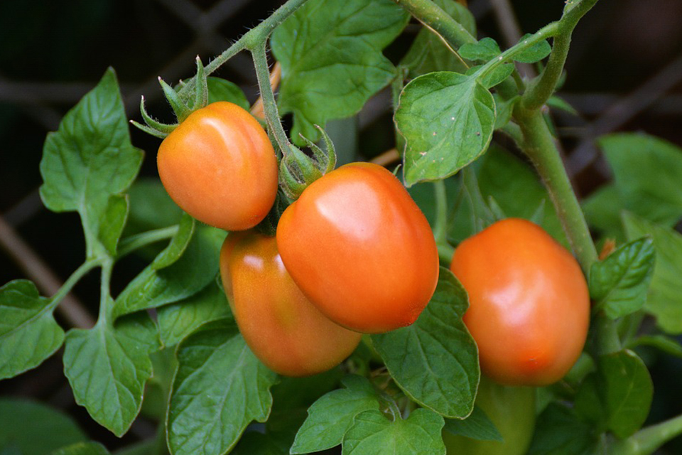tomatoes roma tomatoes bush tomatoes
