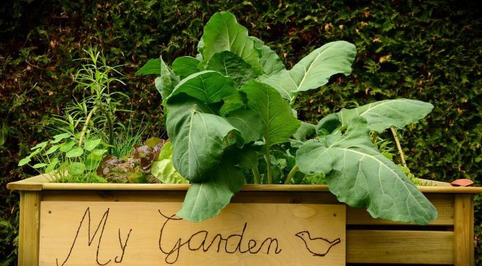 raised vegetable garden beds garden-raised-bed-bed-plant
