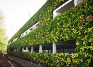 What Is a Green Wall Learn to Build and Maintain One