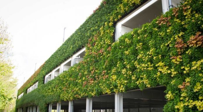 Green Wall: What is It and How to Build One? What Is a Green Wall Learn to Build and Maintain One