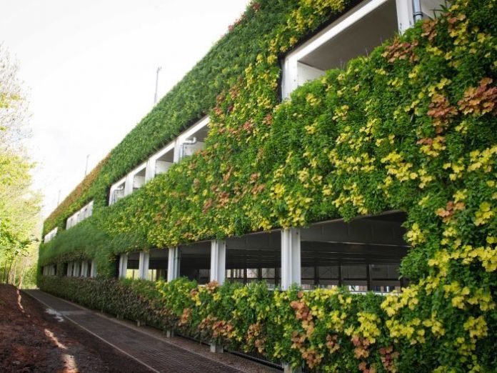 What Is a Green Wall Learn to Build and Maintain One