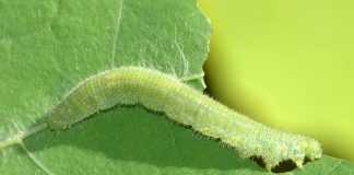 Cabbage Worms Featured image