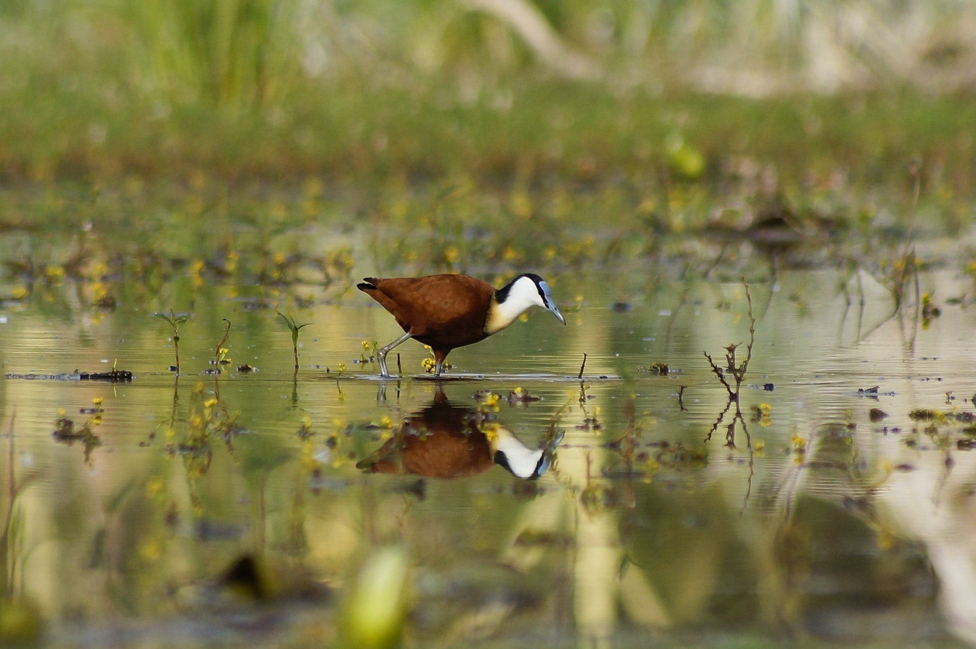 wild bird in peat bog