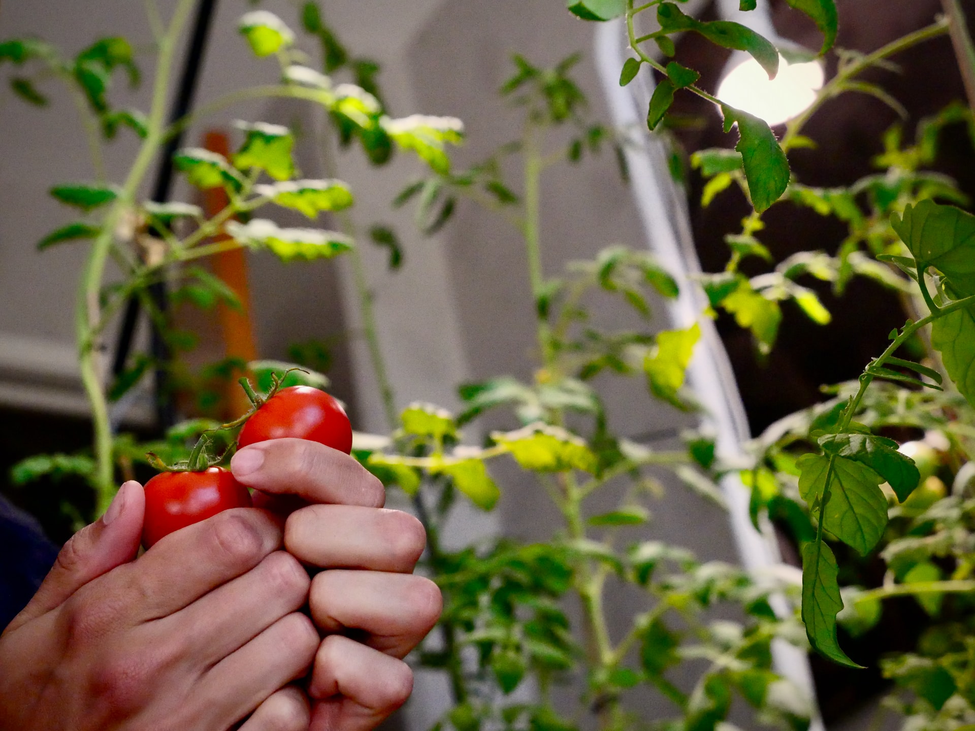 indoor garden with tomatoes