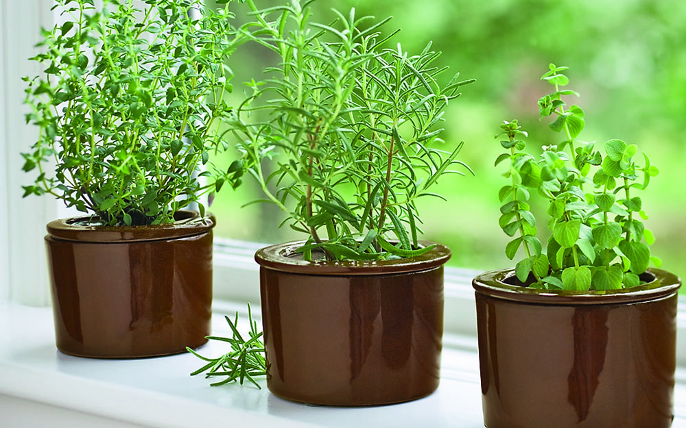 green plants planted on brown pots inside the house