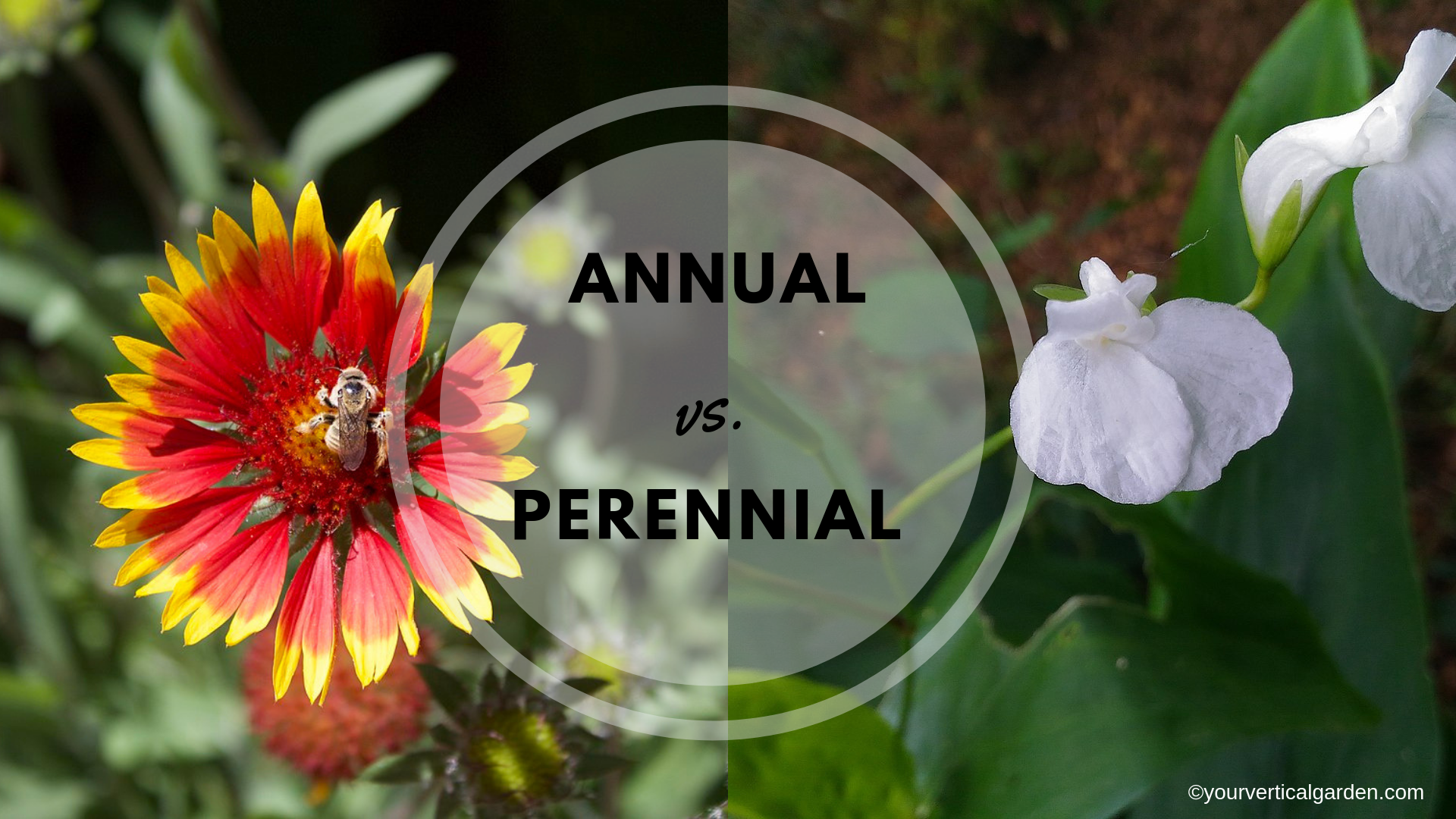 Annual versus Perennial illustration
