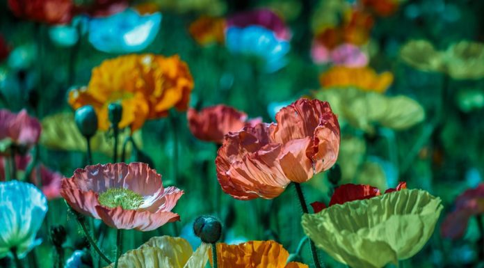 Make Your Garden Blossom To Life: The Ultimate Guide To Annual And Perennial Flowers different flowers