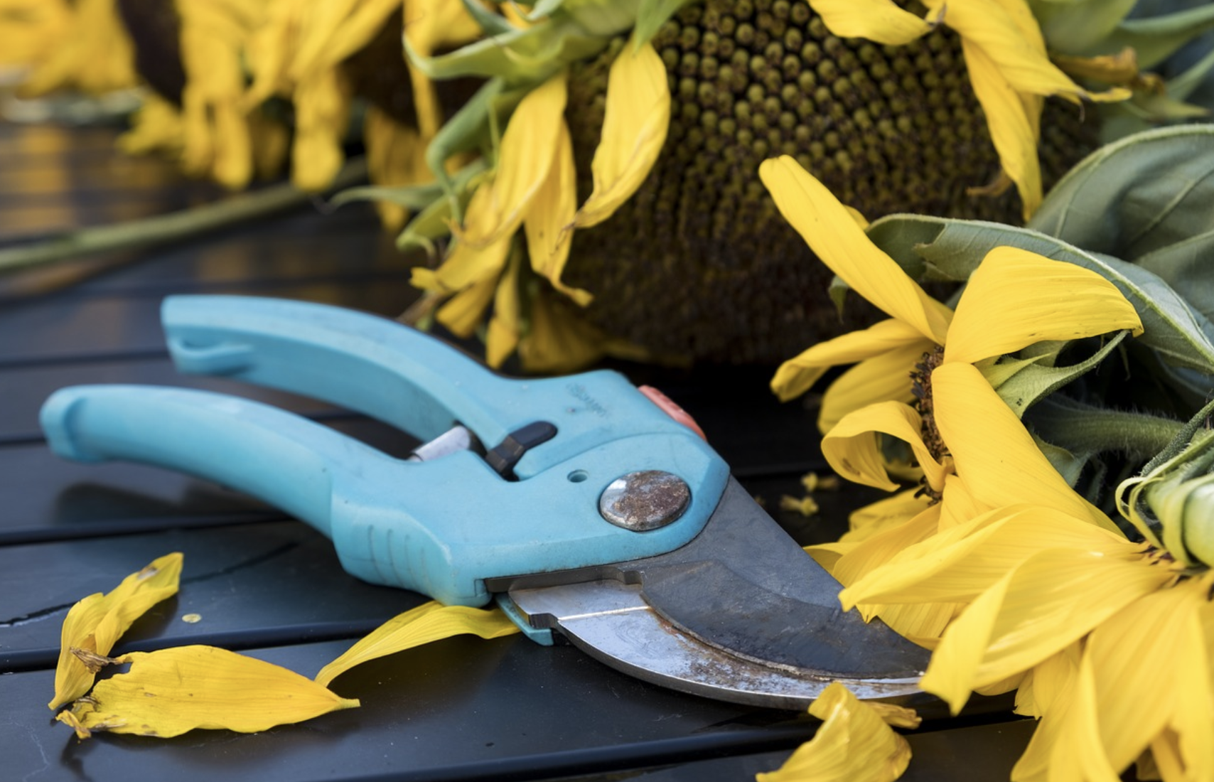garden scissor beside yellow flowers