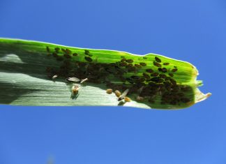 aphids pest bettle and insect in corn leaf
