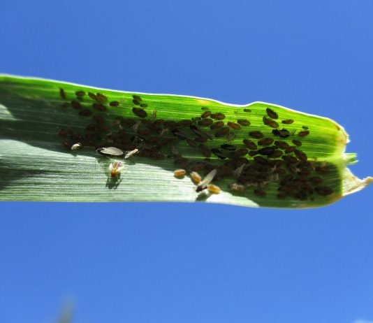 How To Kill Aphids: What You Need To Know aphids pest bettle and insect in corn leaf
