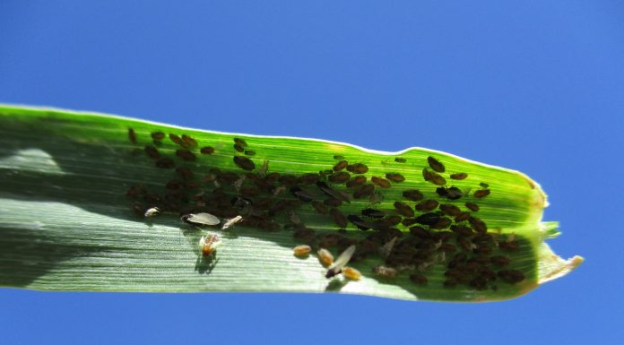 aphids pest bettle and insect in corn leaf