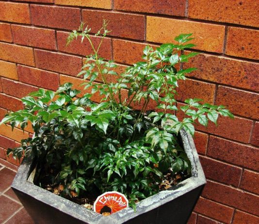 china doll plant in eramic pot