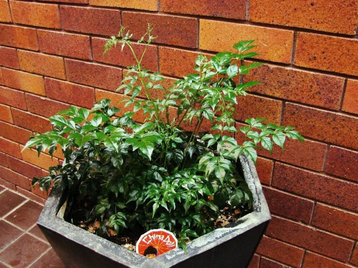 china doll plant in eramic pot
