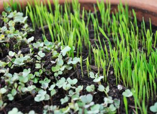 microgreen sprouts growing