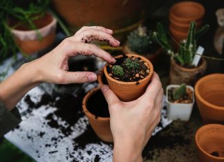 person holding pot with cactus and soil
