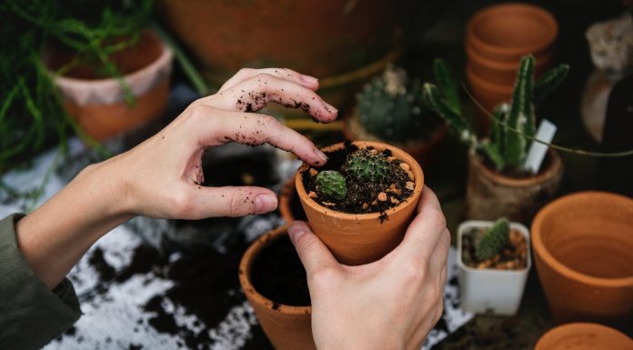person holding pot with cactus and soil
