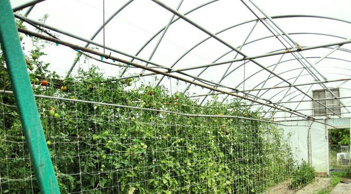 tomato trellis inside a hoop house