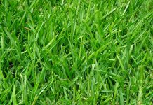 best lawn fertilizer