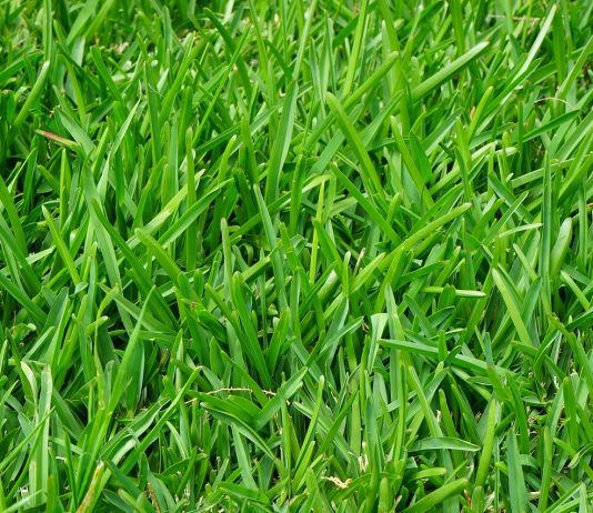 best lawn fertilizer