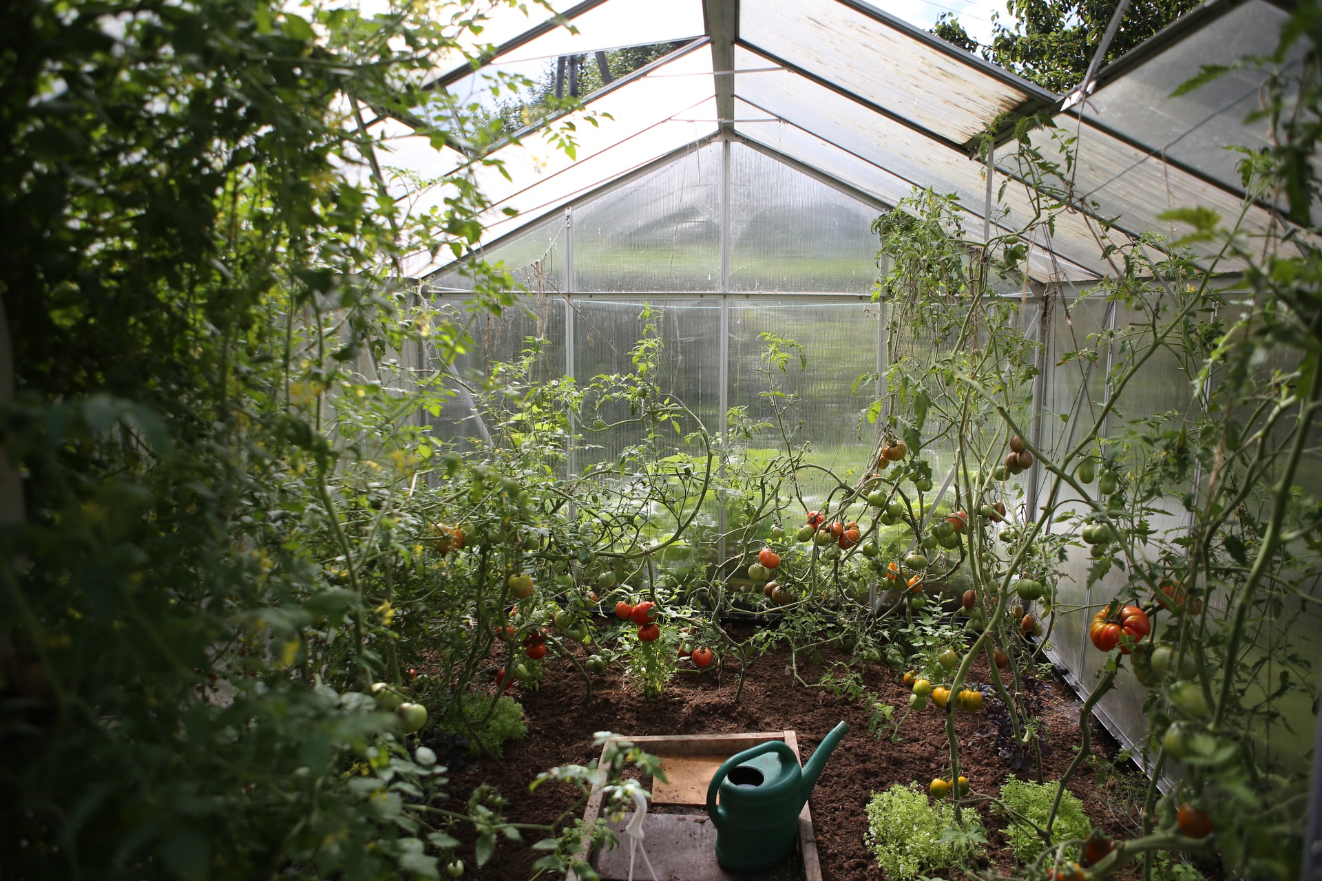 greenhouse full of vegetables