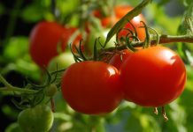 Tomatos, which are a first step towards vegetable gardening for many beginners