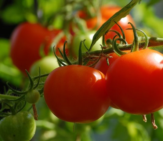 Tomatos, which are a first step towards vegetable gardening for many beginners